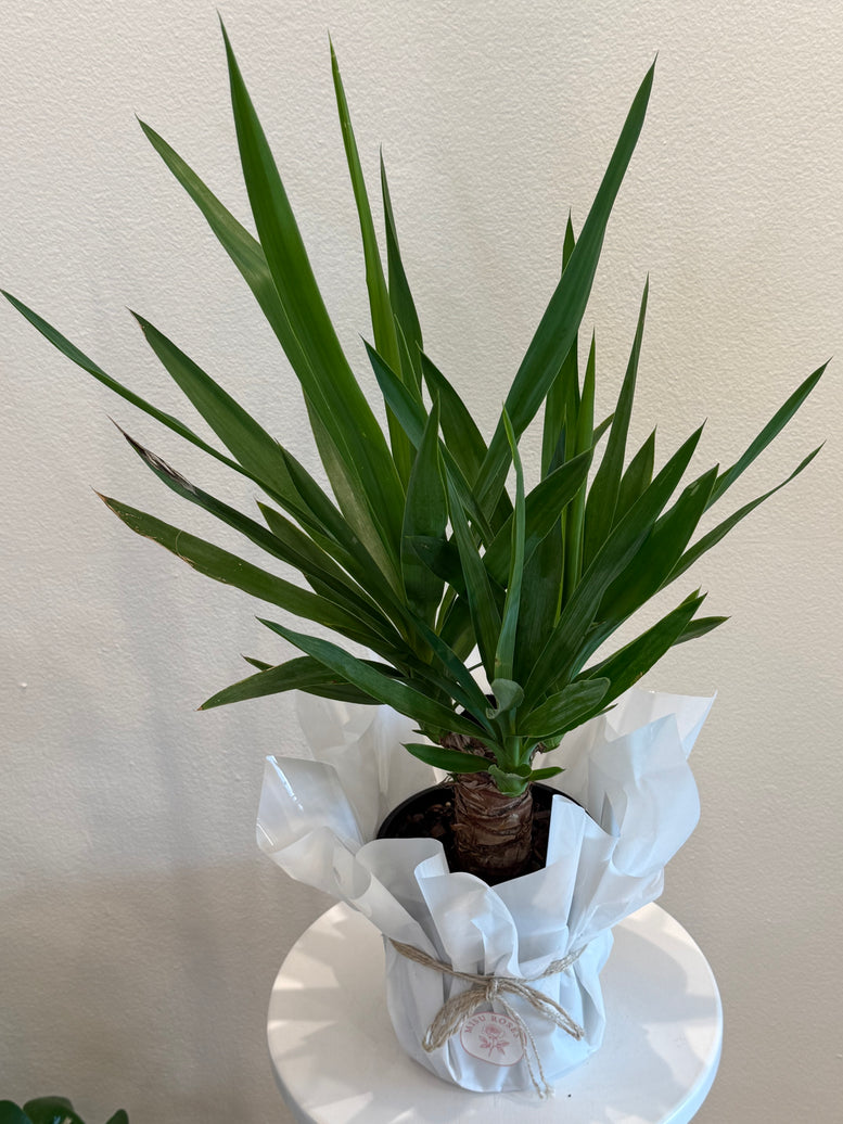 Yucca plants