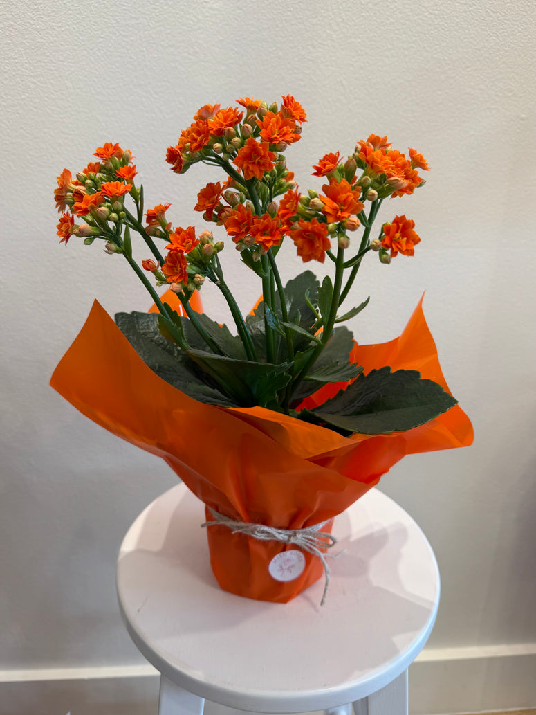 Calandiva pot plants