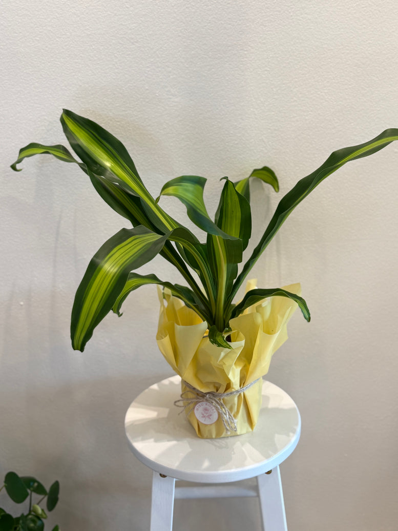 Dracaena Gold Cold plants