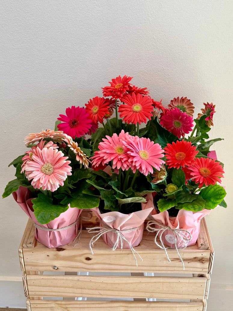 Healthy gerbera pot plants