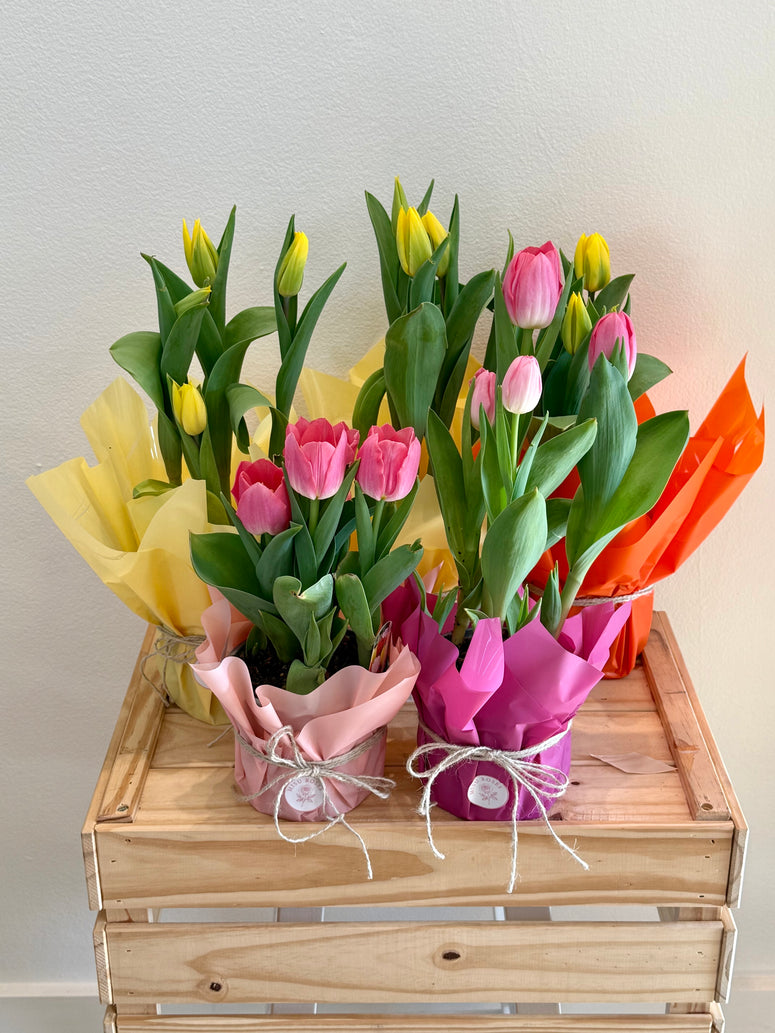Tulip pot plants