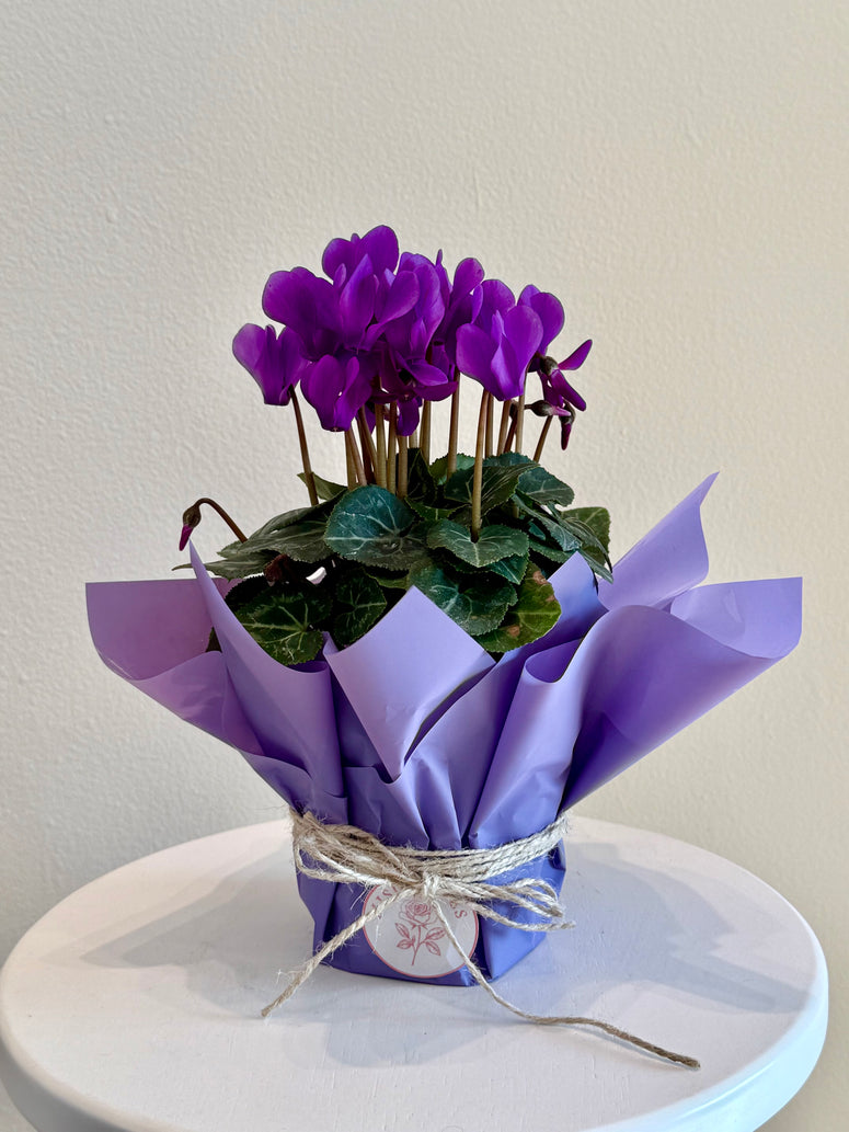 Violet cyclamen pot plants