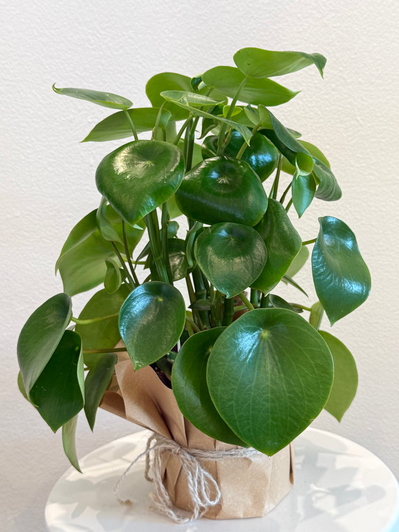 Peperomia