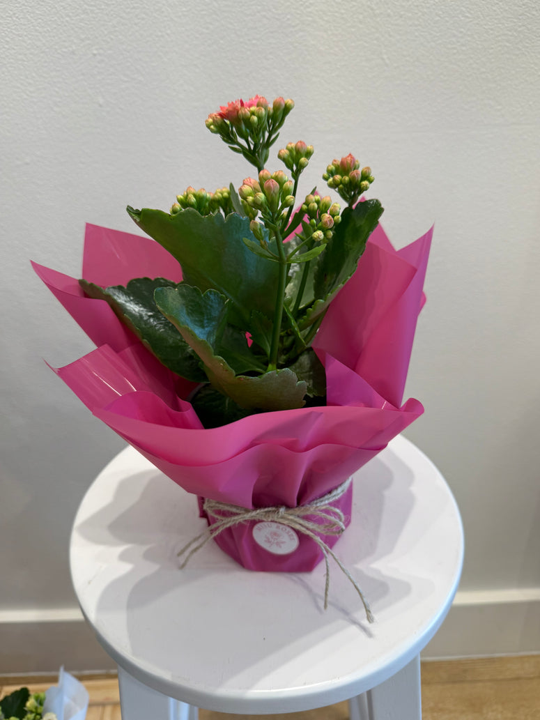 Calandiva pot plants
