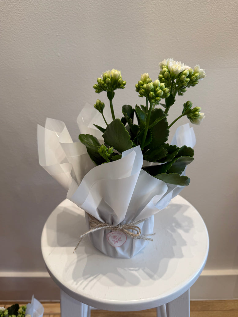 Calandiva pot plants
