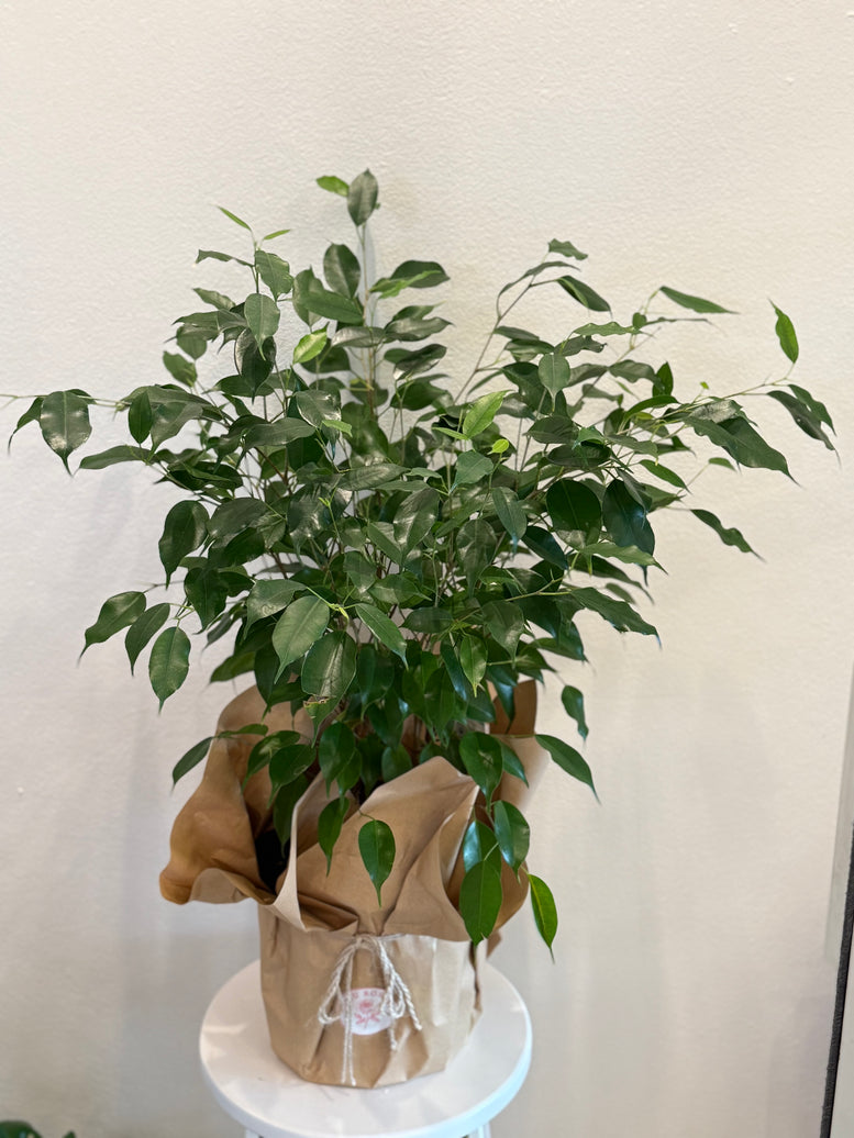 Ficus plants