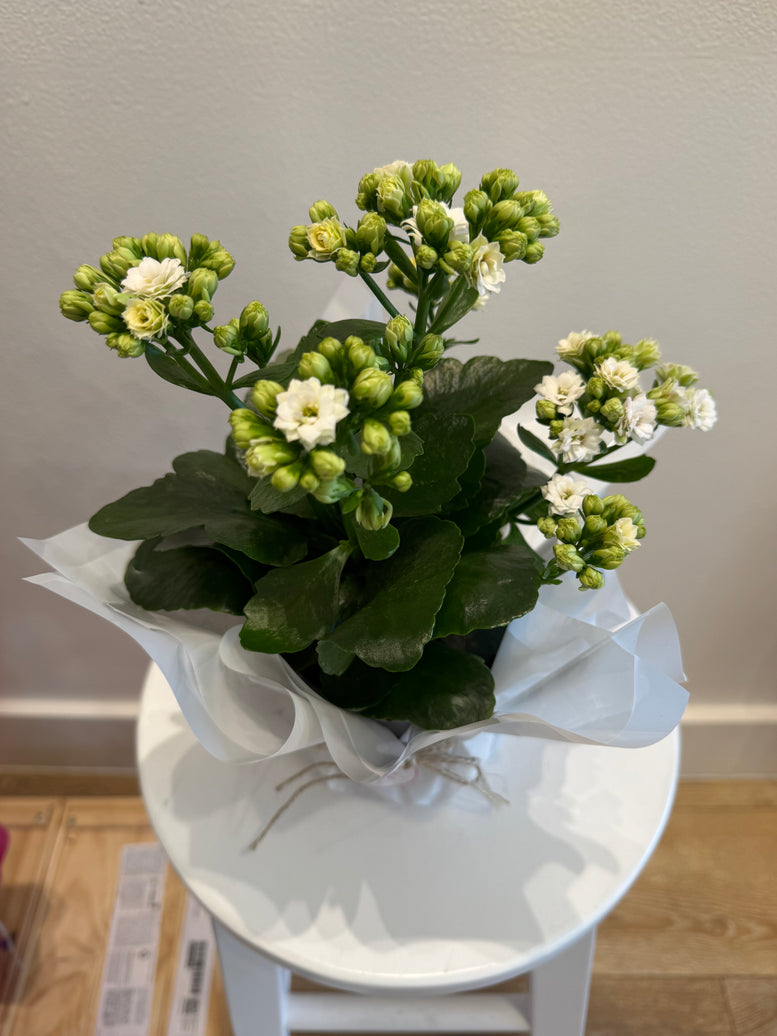 Calandiva pot plants