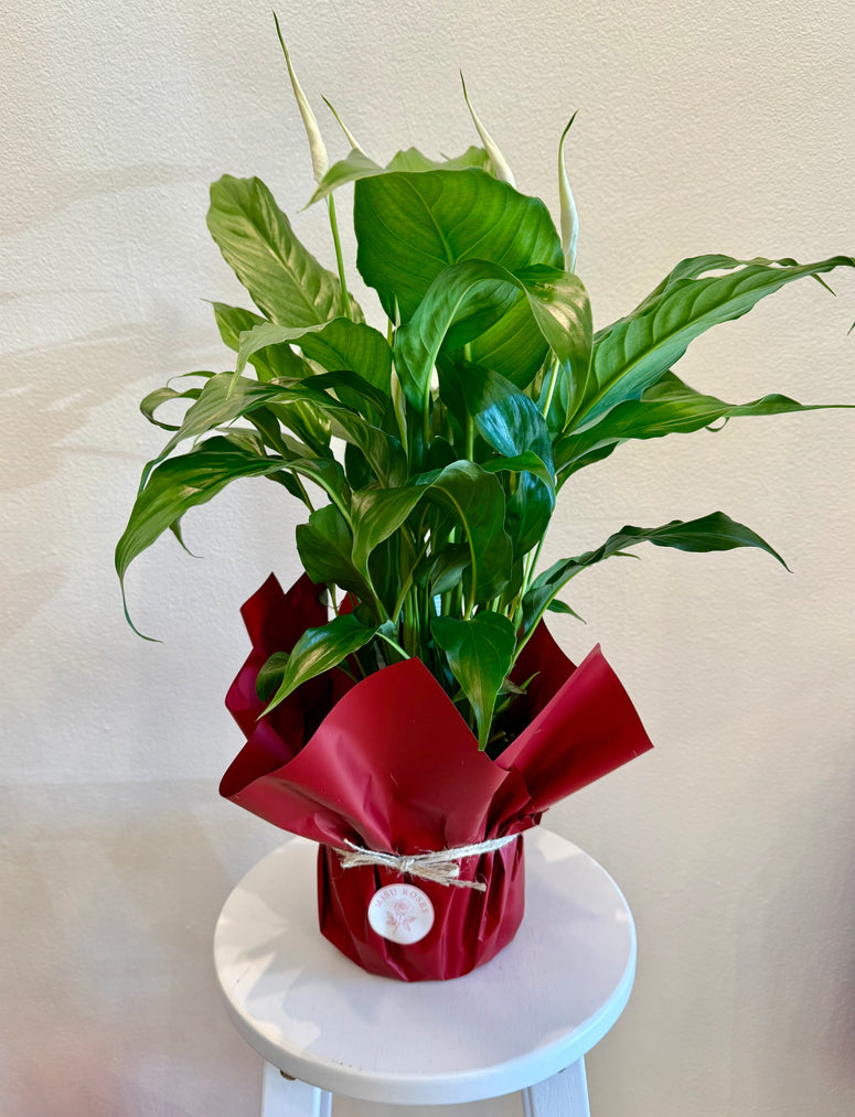 Peace lily pot plants