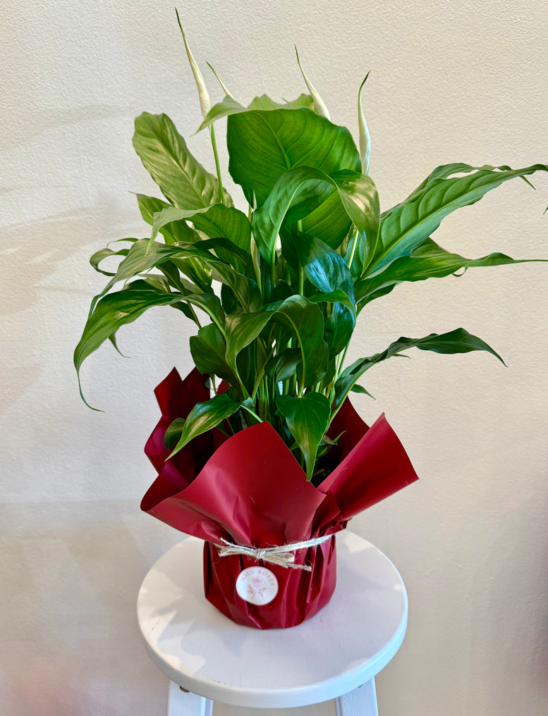 Peace lily pot plants