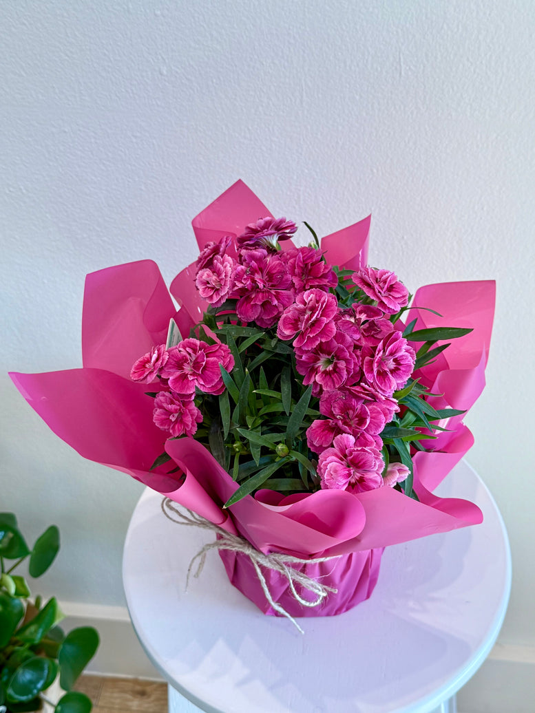 Pink carnation pot plants