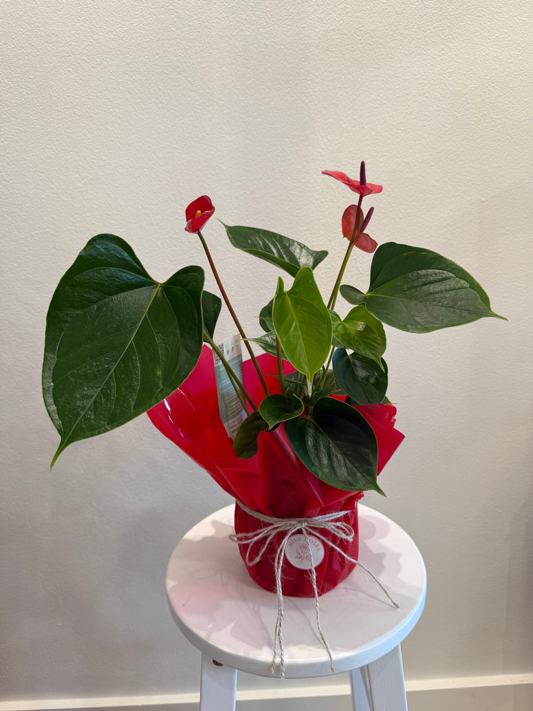 Anthurium