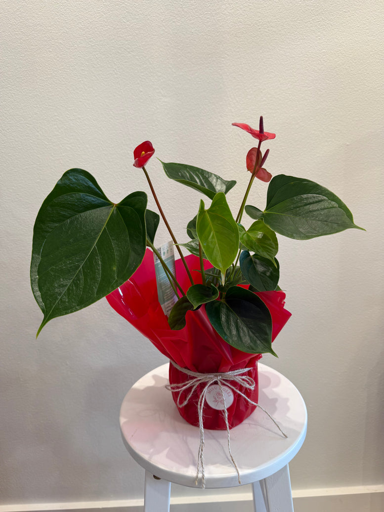 Anthurium