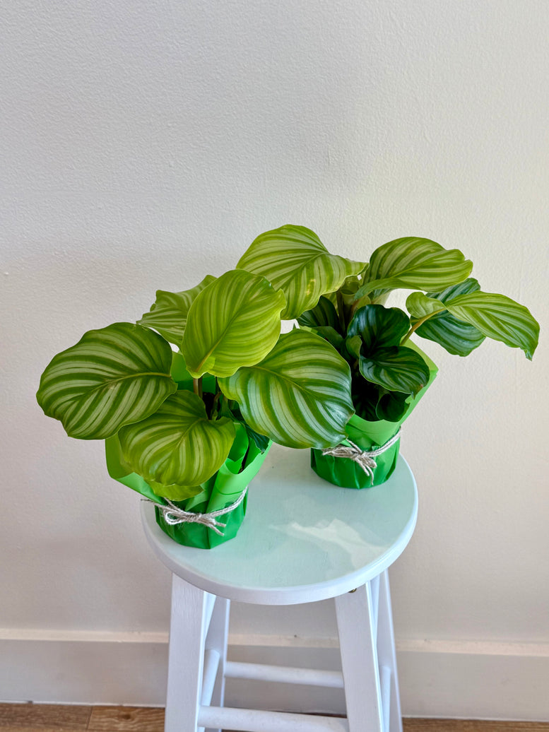 Calathea pot plants