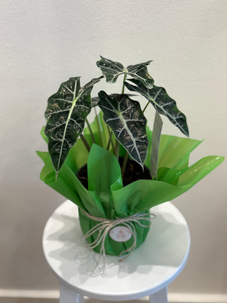 Alocasia Poly