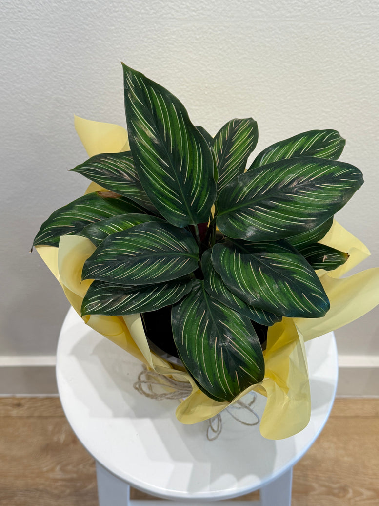 Calathea beauty star