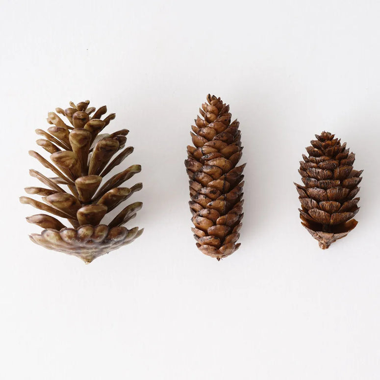 Pine Cone Mix in Box 15cmx15cm