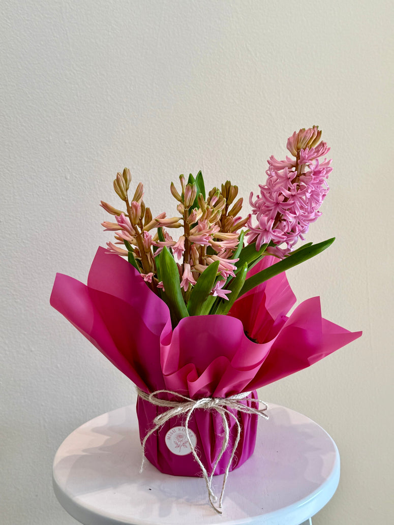 Pink hyacinth pot plants